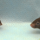 These two mice are siblings, born in the same litter. (Their age is equivalent to 70 human years.) But the mouse on the right had its senescent cells regularly cleared, while the—much more sickly—one on the left did not.